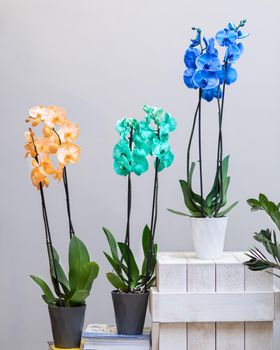 Yellow, green and blue Phalaenopsis, Moth orchid flowers in the pot