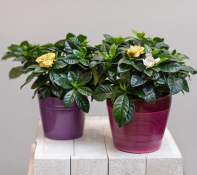 Two Beautiful Gardenia plant with flower