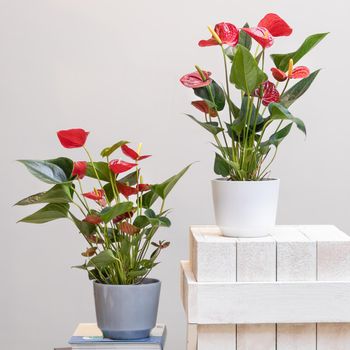 Red Anthurium Laceleaf flower plant in pot