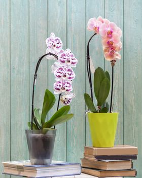 Moth orchids in the green and transparent pot with blue background
