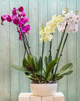 Moth orchids in the white pot with blue background