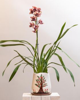 Boat orchid, cymbidium in the pot