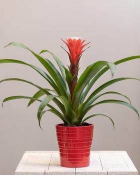 Bromeliaceae flower plant in the red pot
