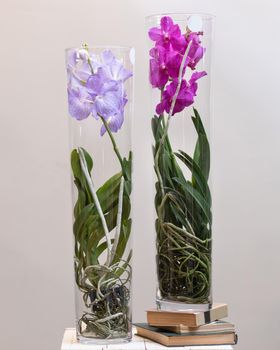 Two colorful Singapore orchid, Vanda orchid in the glass pot