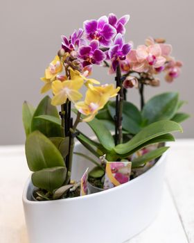 Boat orchid, cymbidium in the white pot