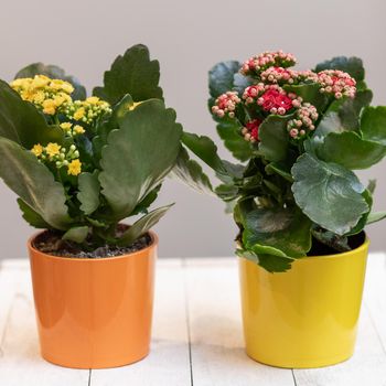 Colorful Widow's-thrill, Kalanchoe flowers