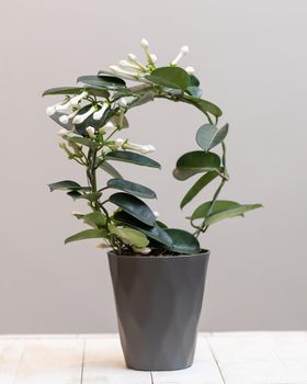 White Stephanotis floribunda flower plant