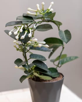 White Stephanotis floribunda flower plant