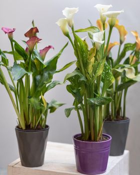 Colorful Arum lily flower plants