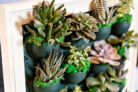 Succulents, cactuses on the wall plate