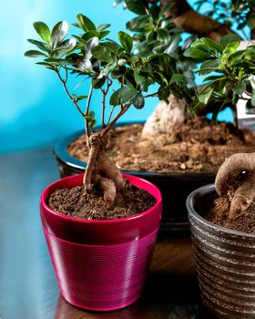 Beautfiul small Serissa Bonsai Tree in purple pot