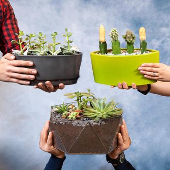 Holding hands 3 terrarium plant, glass pot, ceramic pot