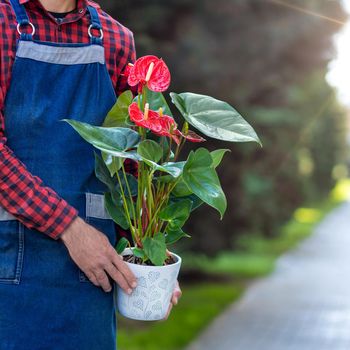 Gardener holding Red Anthurium Laceleaf flower plant