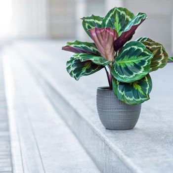 Beautiful Calathea plant in silver pot