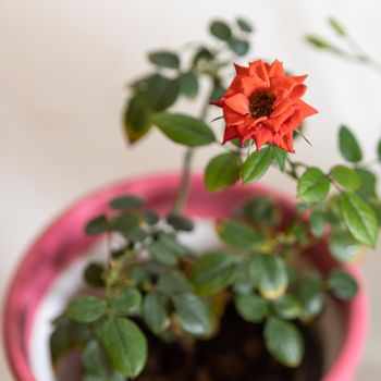 Beautiful red flower close up view