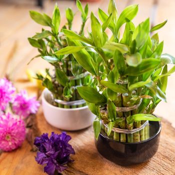 Small bamboo in a pot with flowers