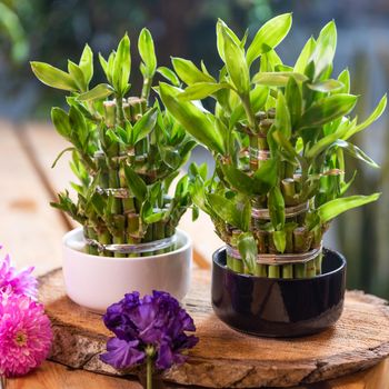 Small bamboo in a pot with flowers