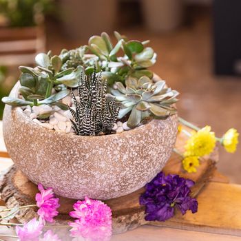 Terrarium plant with succulent, cactus ceramic pot