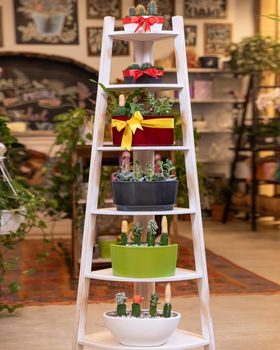 Terrariums on the ladder at garden store