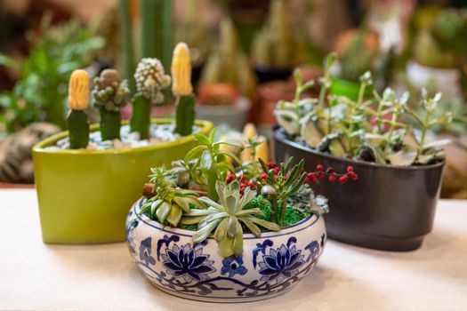 Terrarium plant with succulent, cactus in abstract pot