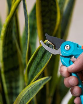 Gardener man cutting rotten Dracaena trifasciata, snake plant close up