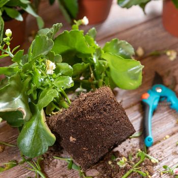 The root of Widow's-thrill, Kalanchoe plant with garden scissors and gloves