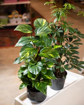 Golden Pothos, Devil's ivy, Epipremnum aureum plant with Schefflera, Dwarf umbrella tree