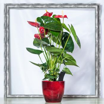 Red Anthurium Laceleaf flower in red pot, frame background