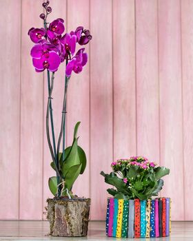 Beautiful colorful orchid, begonia, gardenia with pink background