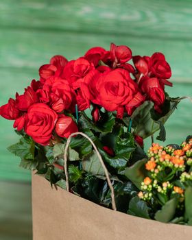 Begonia and kalanchoe in the shopping bag with green background