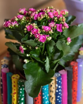 Kalanchoe, Widow's-thrill in the colorful wooden pot close up