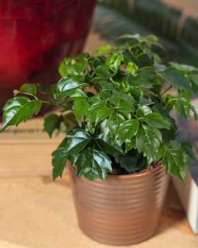 Dwarf umbrella tree, Schefflera arboricola in the pot