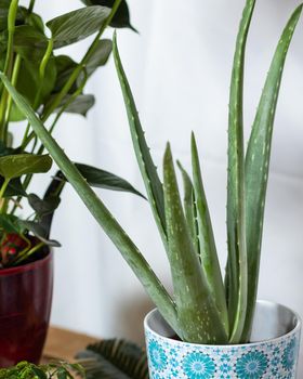 Aloe vera plant close up