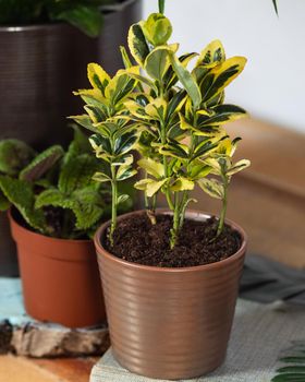 Schefflera Gold Capella - Dwarf Umbrella Tree close up