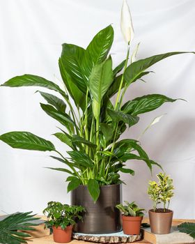 Peace lily, Spathiphyllum, Women's happiness with succulents