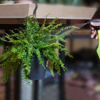 Mixed Hanging Ferns Silk Foliage Planter watering