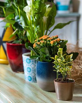 Dracaena fragrans Cintho in hand painted pot, Anthurium Laceleaf, Arum lily, Kalanchoe, Widow's-thrill