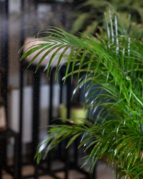 Areca palm houseplant - watering