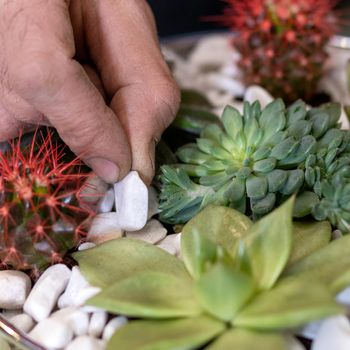 Gardener making, planting terrariums with succulents, cactuses