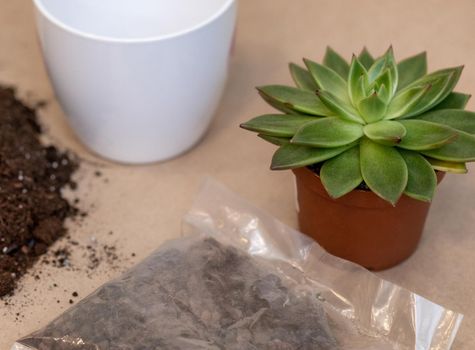 Gardener making, planting terrariums with succulents, cactuses