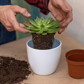 Gardener making, planting terrariums with succulents, cactuses