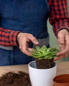 Gardener making, planting terrariums with succulents, cactuses