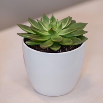 Succulent in the white pot
