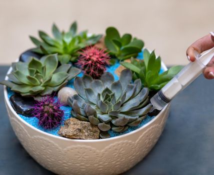 Watering terrarium with needle