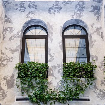 Golden Pothos, Devil's ivy, Epipremnum aureum plant on the windows