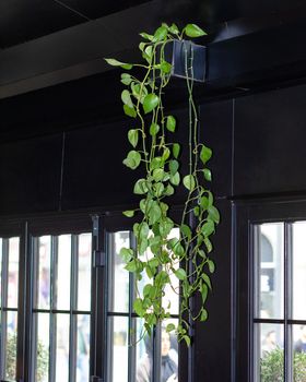 Golden Pothos, Devil's ivy, Epipremnum aureum plant on the windows