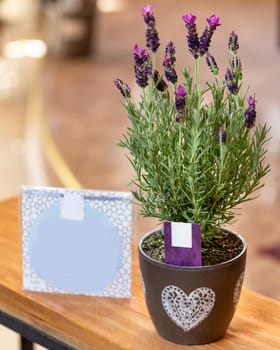 Lavender in the pot with postcard