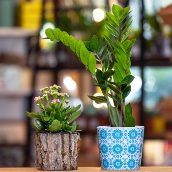 Zanzibar Gem, ZZ, Zamioculcas and Colorful Widow's-thrill, Kalanchoe, Widow's-thrill in the wooden pot