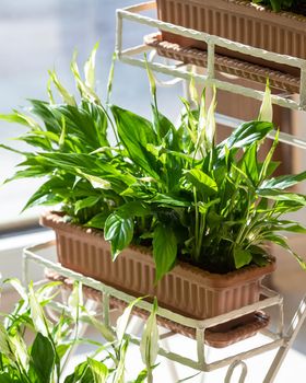 Peace lily, Spathiphyllum, Women's happiness plant on the iron pot
