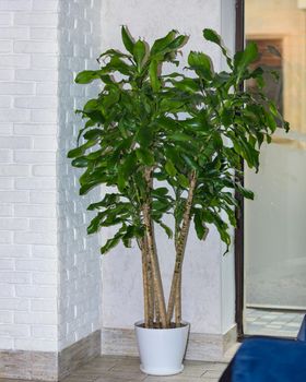 Guiana Chestnut, Pachira aquatica, money tree at office